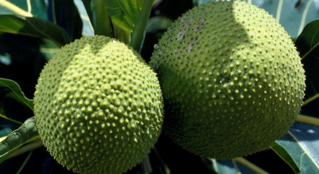 Fruit of Breadfruit, Moraceae, French Polynesia