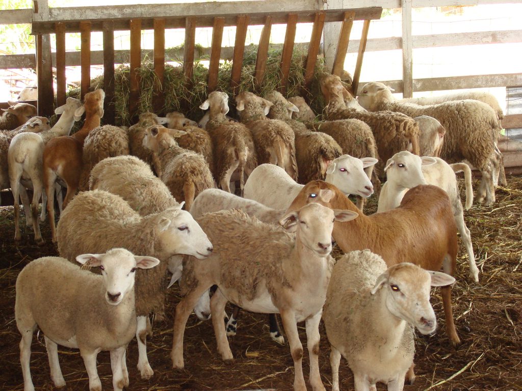 Blackbelly sheep