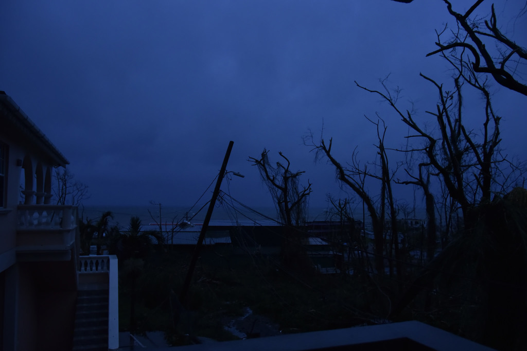 Stripped trees the morning after the hurricane