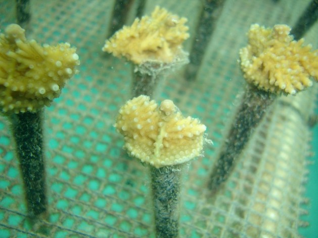 A total of 60 fragments from five species of corals have been placed on the trees in the coral nursery. Photo Credit: Andrew Ross via Inter Press Service)