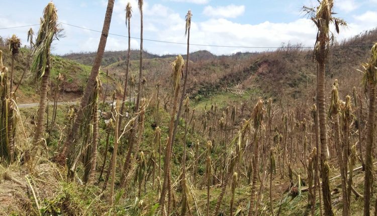 Agriculture destrucion in Dominica – Tree tops cut off (CARDI Photo)