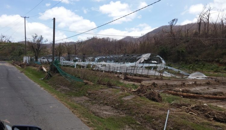 Agriculture destruction in Dominica – greenhouse(CARDI photo)