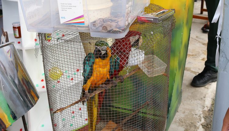 BHS Dominica animals