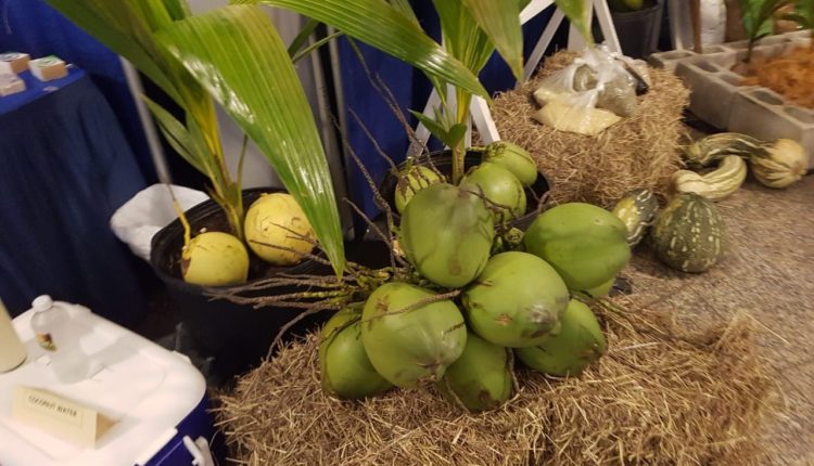 CWA MarketPlace – Coconut display