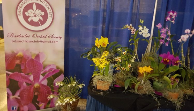 CWA MarketPlace – orchids and other flowers