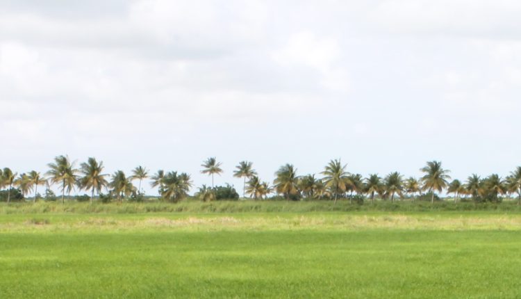 coconut-trees