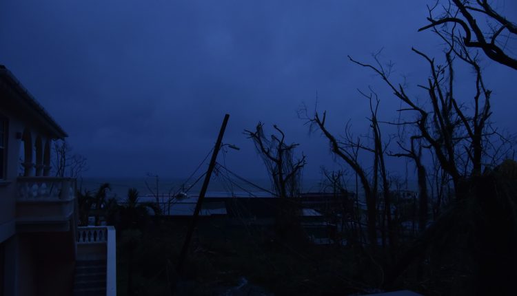 Dominica Hurricane – stripped trees