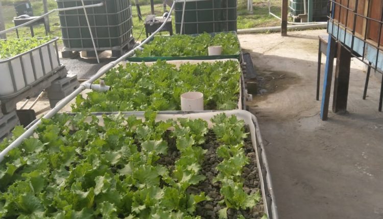 Plants at the UG Agri Faculty