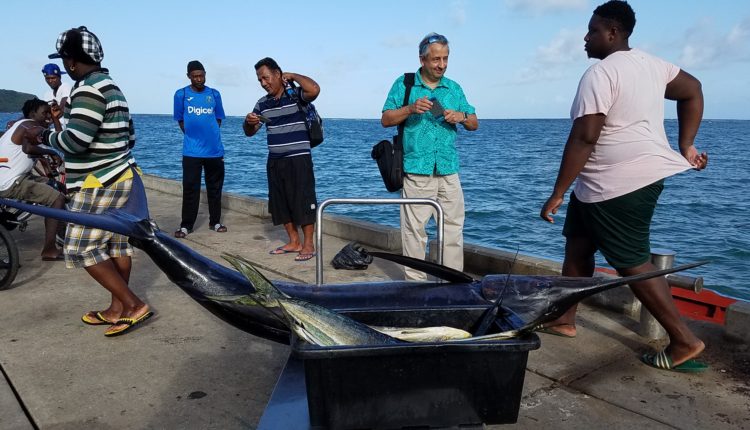 Yellow Fin Tunas were caught around the FADs during the Grenada leg of the study tour (00000002)